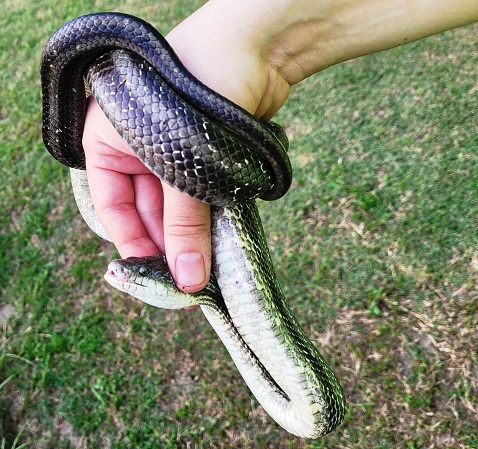Snake 2 blakk.jpg